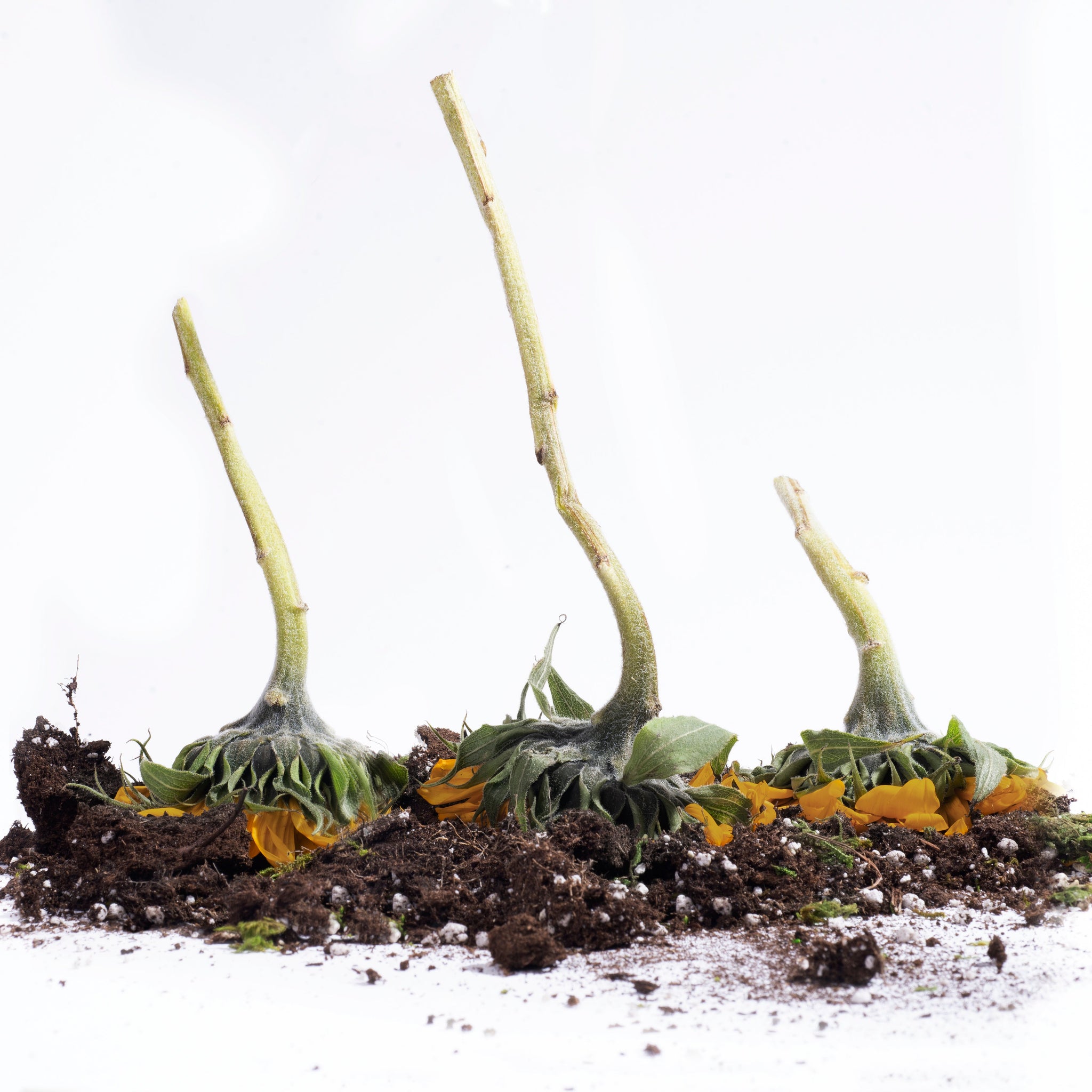 did you know unhealthy soil may be the reason why your skin is suffering? - Plant Beauty Distillery